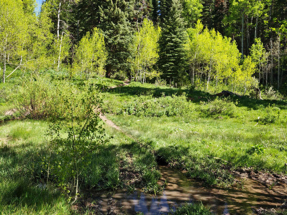 Center GWT 009 - Strawberry Reservoir - Single Track photo 2
