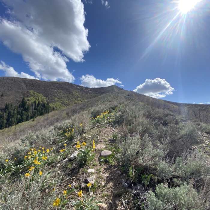Near Mueller Park Trail