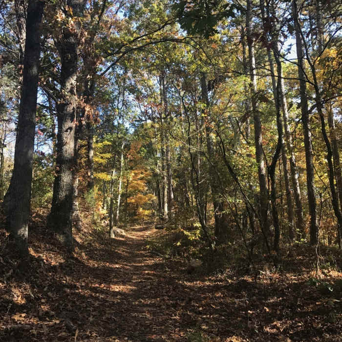 Near East Lakeshore Trail - Sinking Creek Branch