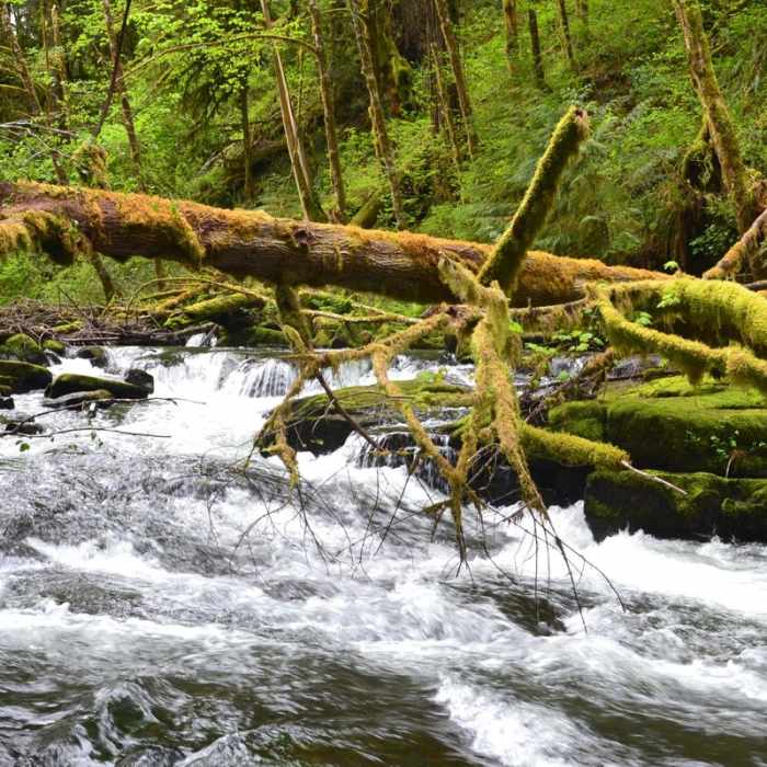 Near Alsea Falls Recreation Area