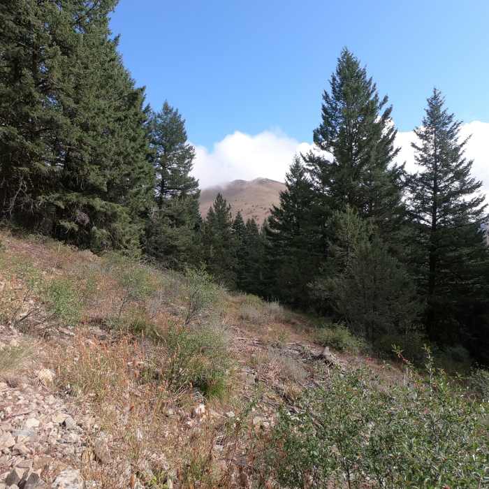 Fields Peak from trail (09-11-2019). Near Fields Peak Trail #212