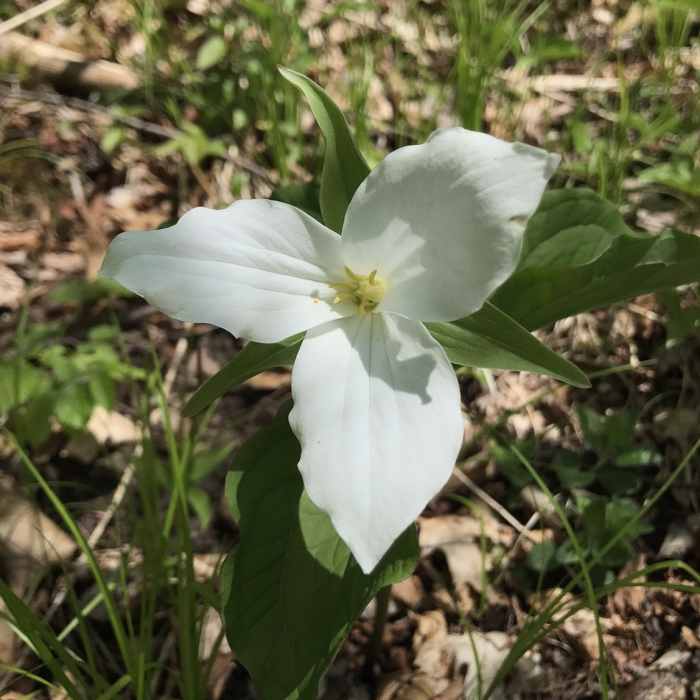 Near Robert Frost Trail