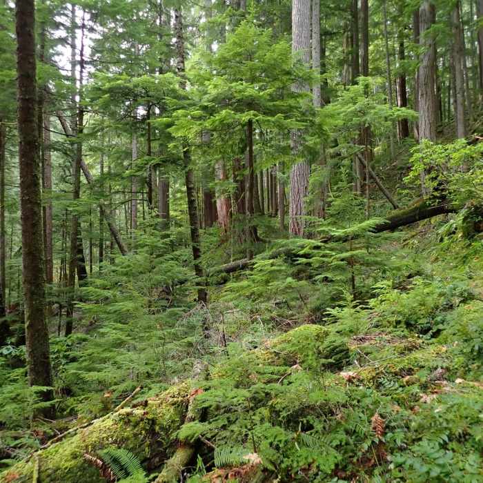 Tall old Douglas fir trees line the trail Near Cow Creek Trail #1424