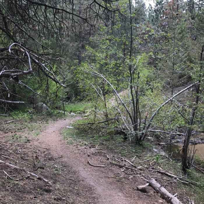 The narrow singletrack on the Dry Creek descent. Near Dry Creek