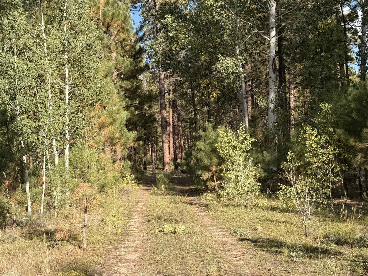 FS 3553 photo 3