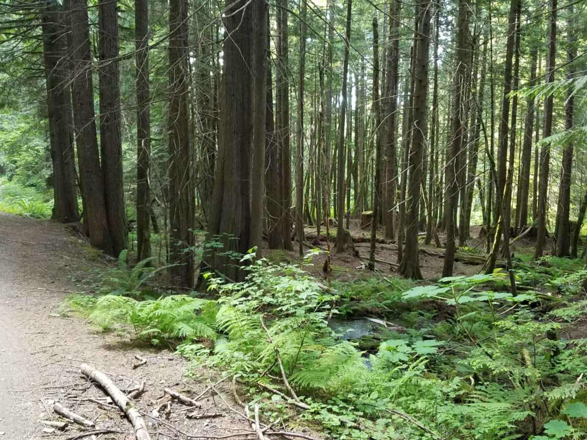 Tinkham Road (NF-55) photo 4