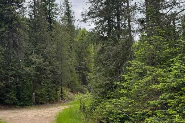 Halliday Trail - FS 3100-180