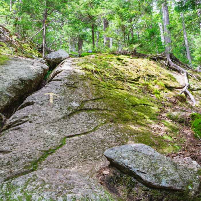 Near Mount Cardigan via the Holt Trail Loop