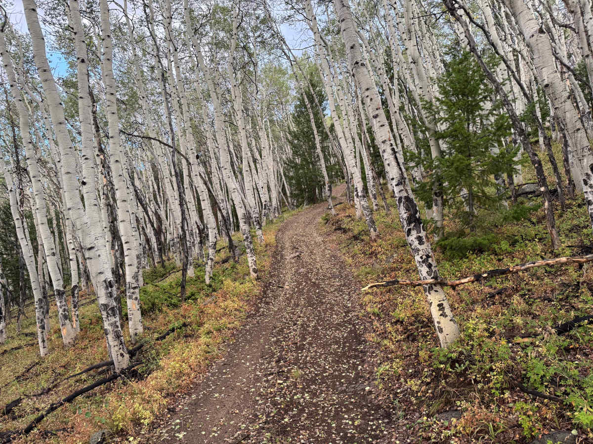 Flick Ridge Road photo 6