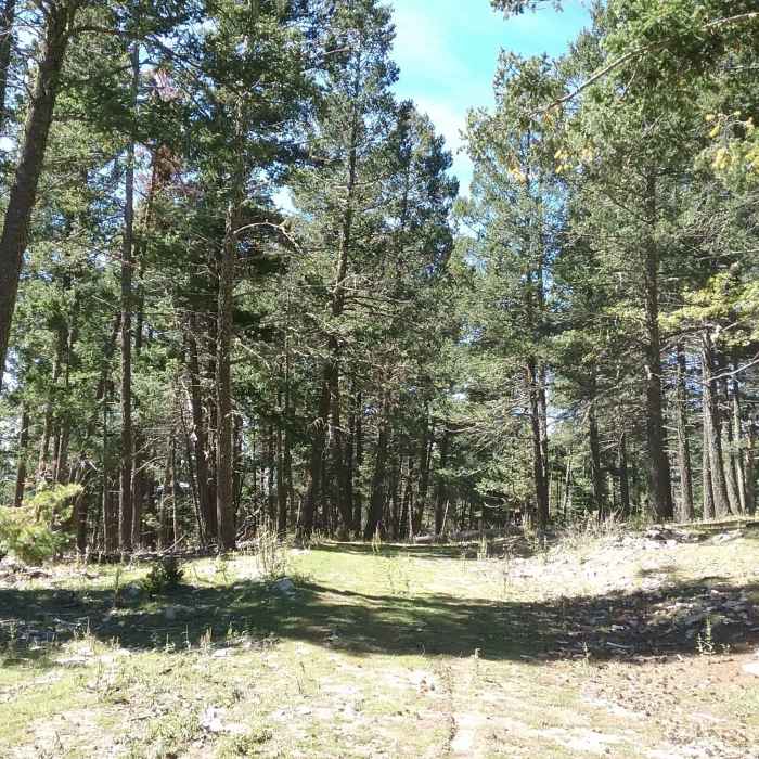 Near Road Canyon Trail (T234)