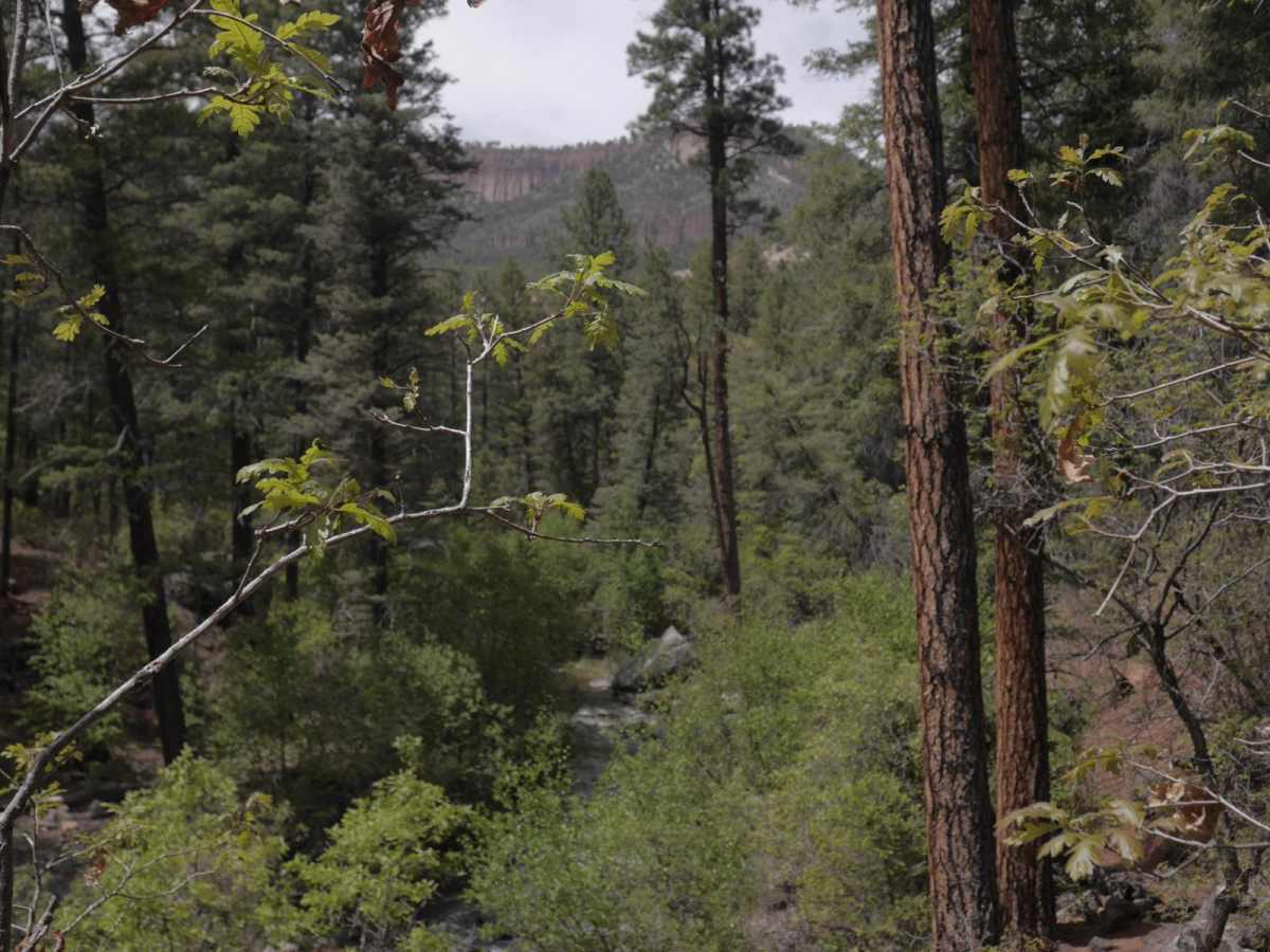 St. Peters Dome Wilderness Exploration Route photo 2