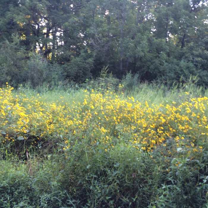 Near McDowell Creek Greenway
