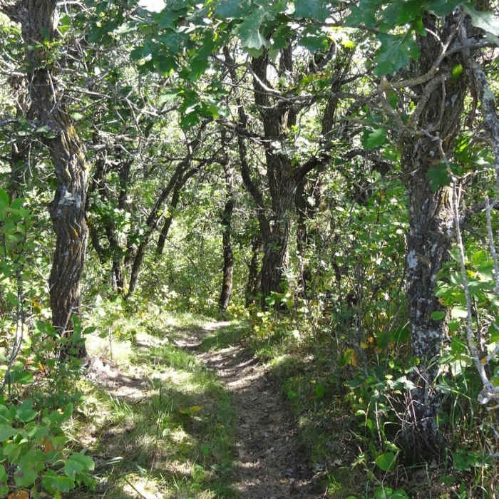 The return through the woods on the Butte St. Paul trail. Near Butte Saint Paul