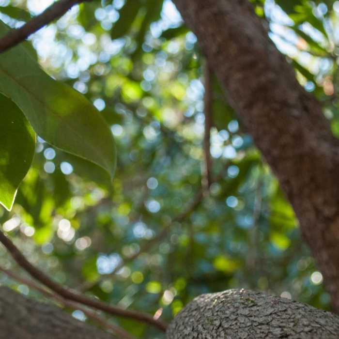 Near Looking Glass Rock Hike Near Looking Glass Rock Hike