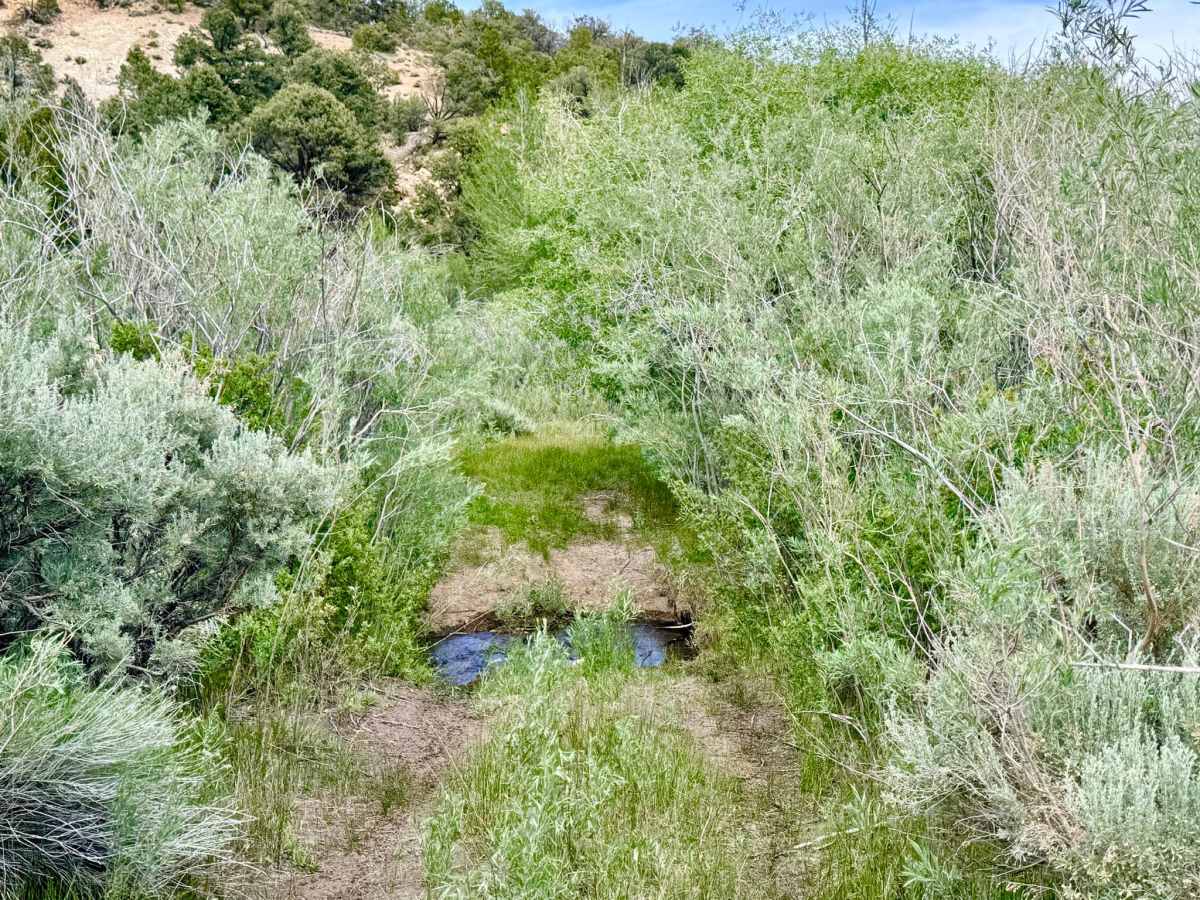 South Danville Creek Road - FS 44426 photo 3