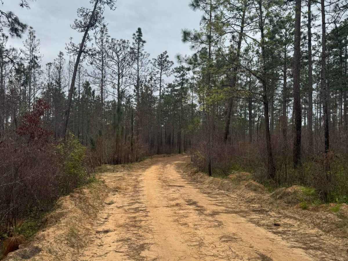 Longleaf Pine Run photo 2