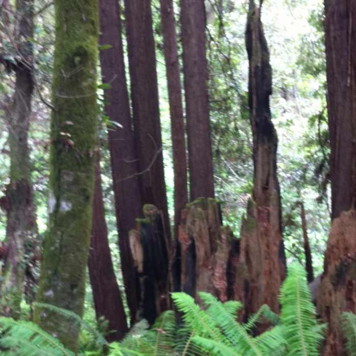Near Big River South Trail
