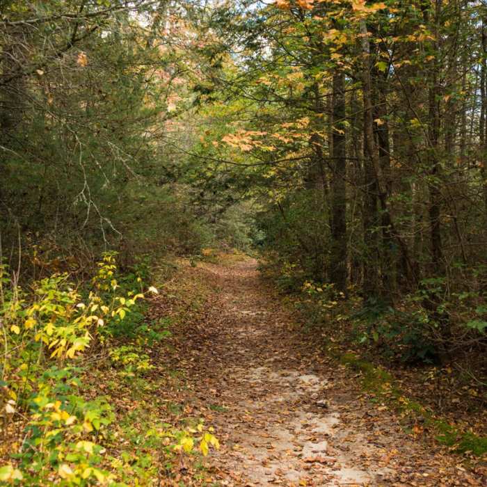 Near Pink Beds Loop Near Pink Beds Loop