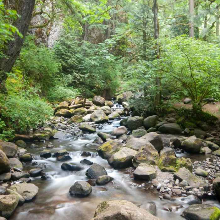 Near Larch Mountain Trail