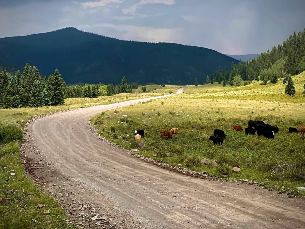 Alamosa Conjeos-Fr Rd 250 trail photo