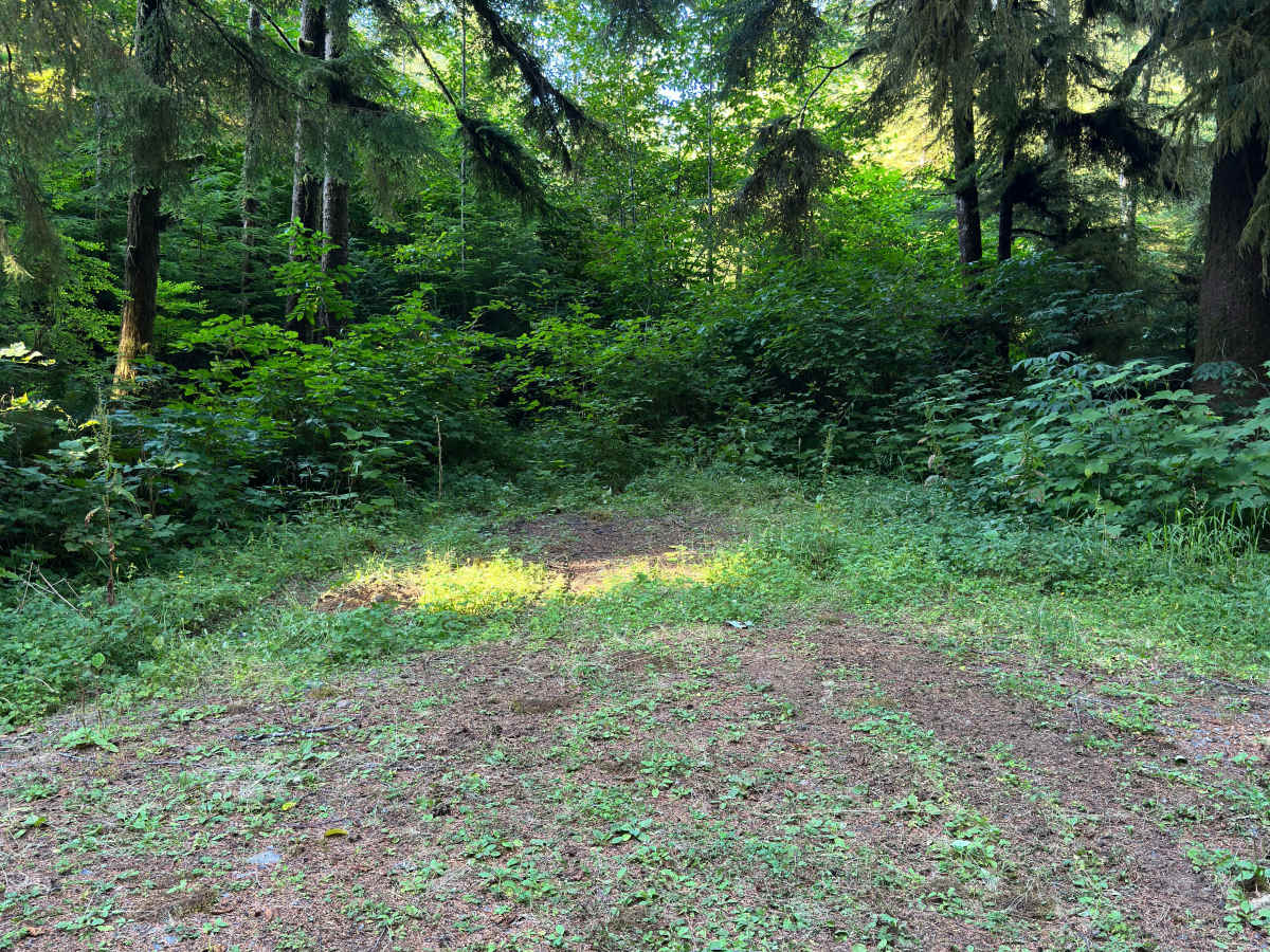 Coyote photo 4