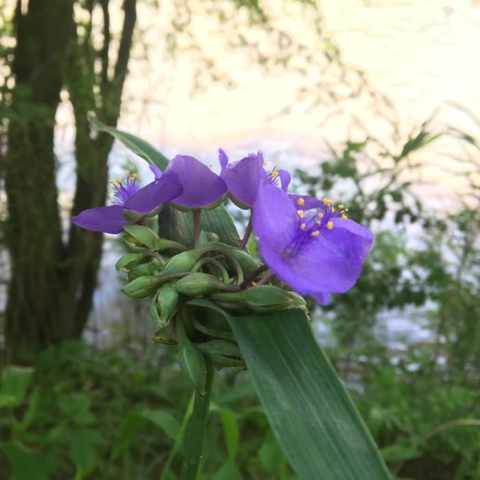 Near Horne Creek Trail