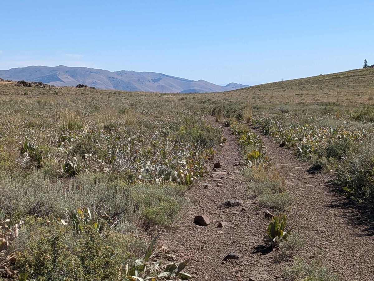 Virgil Connell Loop Road - FS 32087 photo 6