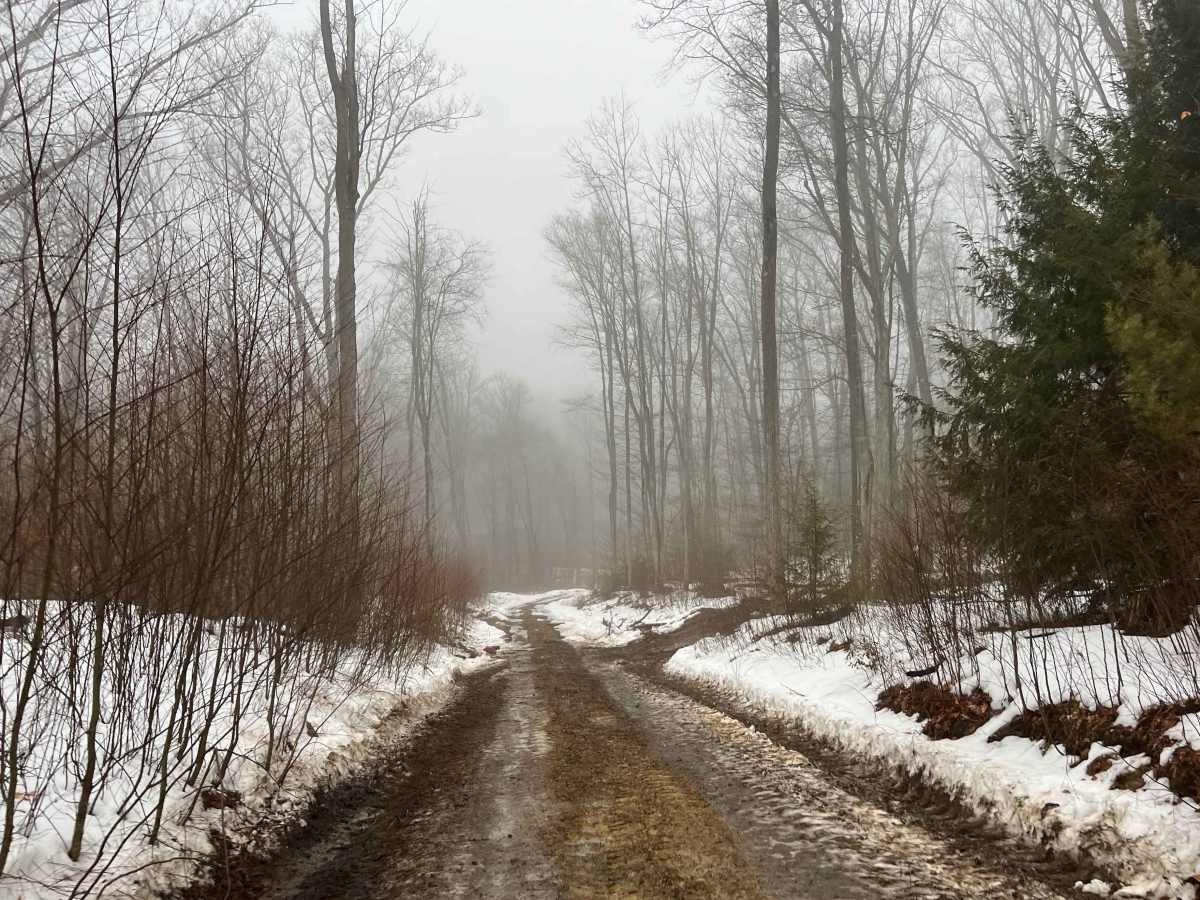 Deer Lick Trail photo 4