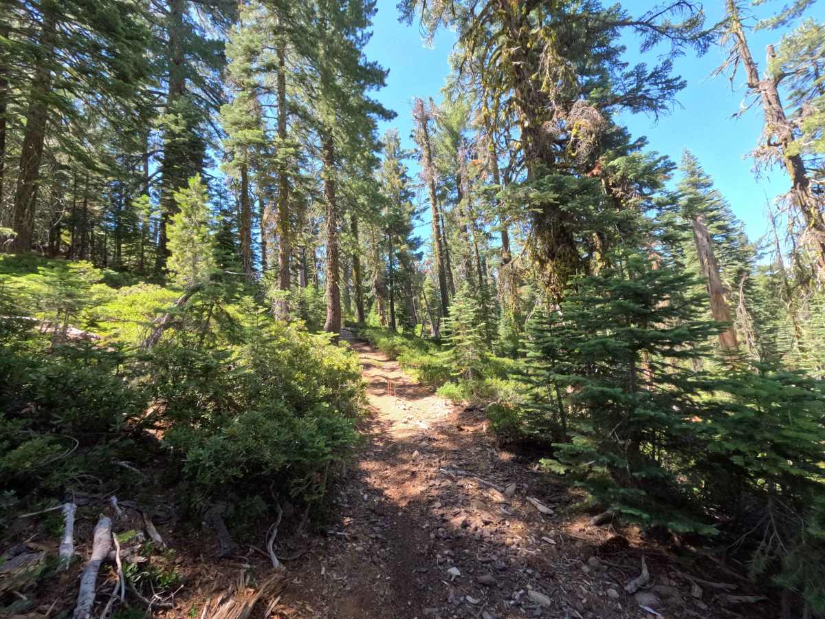 Claycroft Ridge Off Highway Vehicle Trail - Upper - FS 11E18 photo 4