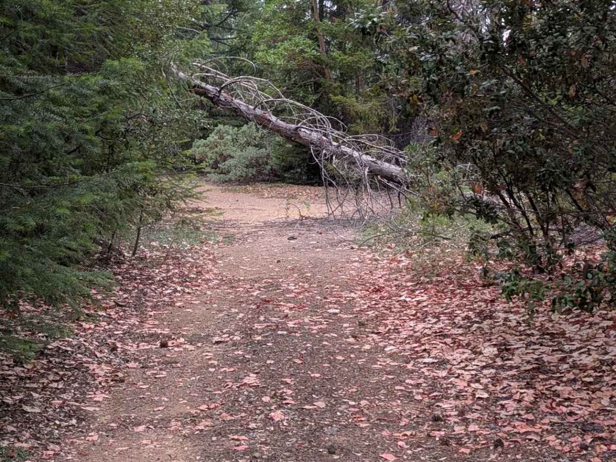 North Rattlesnake Road - FS 1N03 photo 5