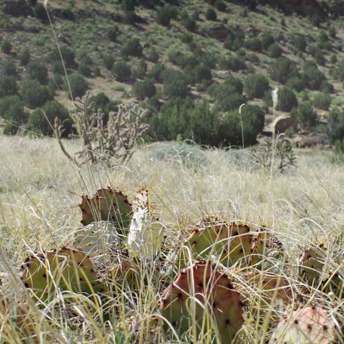 Near Black Mesa Nature Preserve