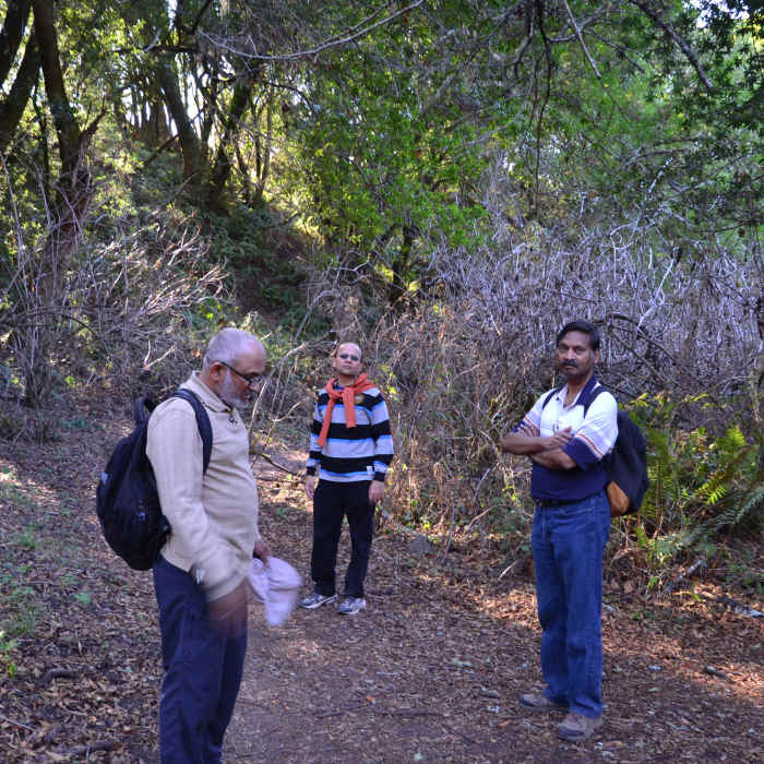 Near Redwood Creek Trail