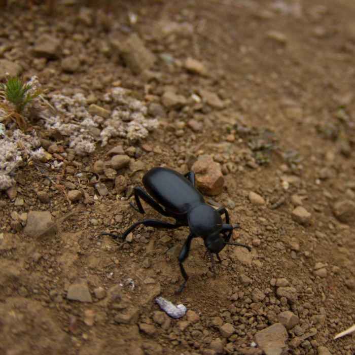 Near Coastal Trail, Rodeo Beach to Muir Beach
