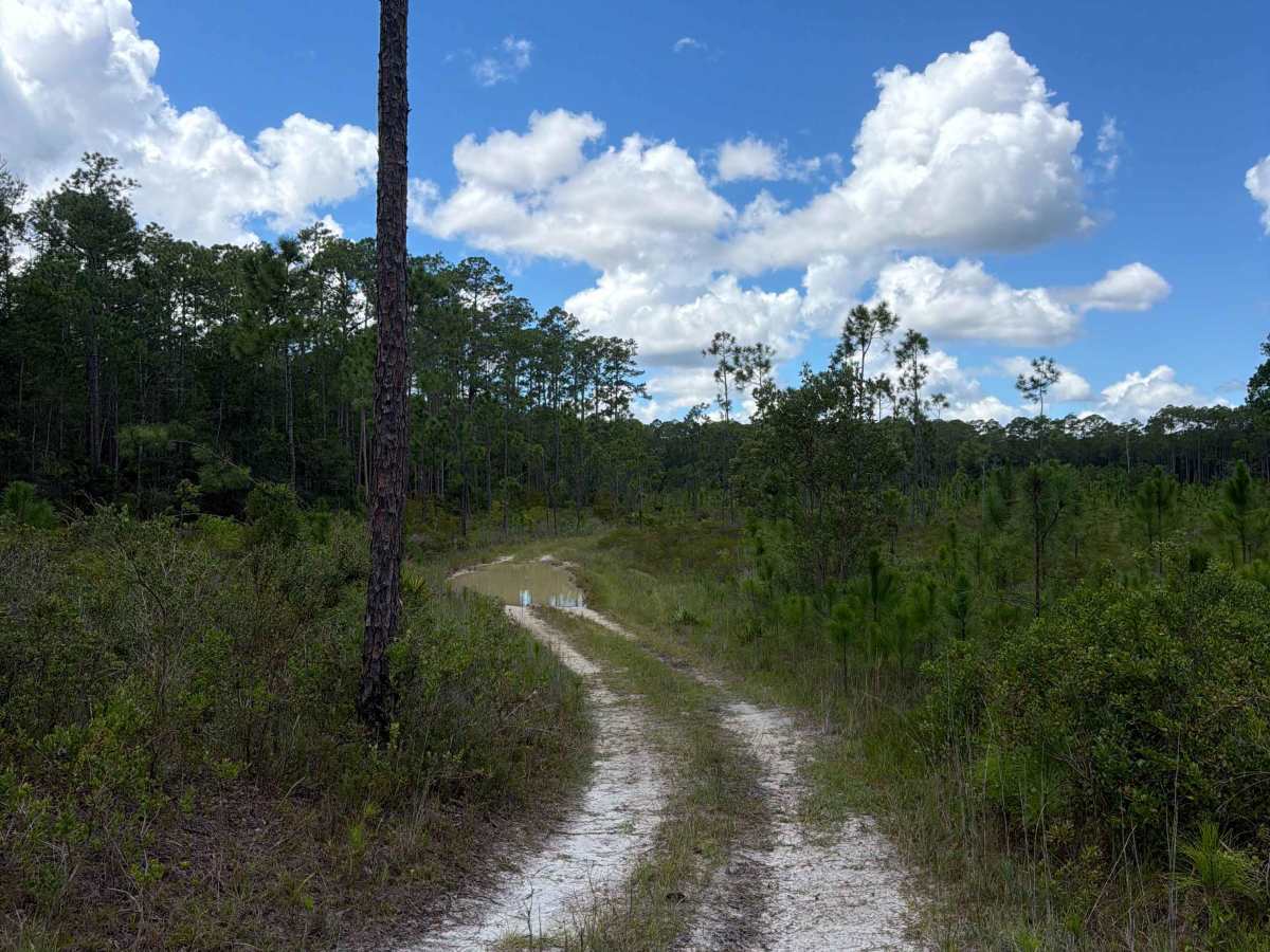 FS 21506 photo 6