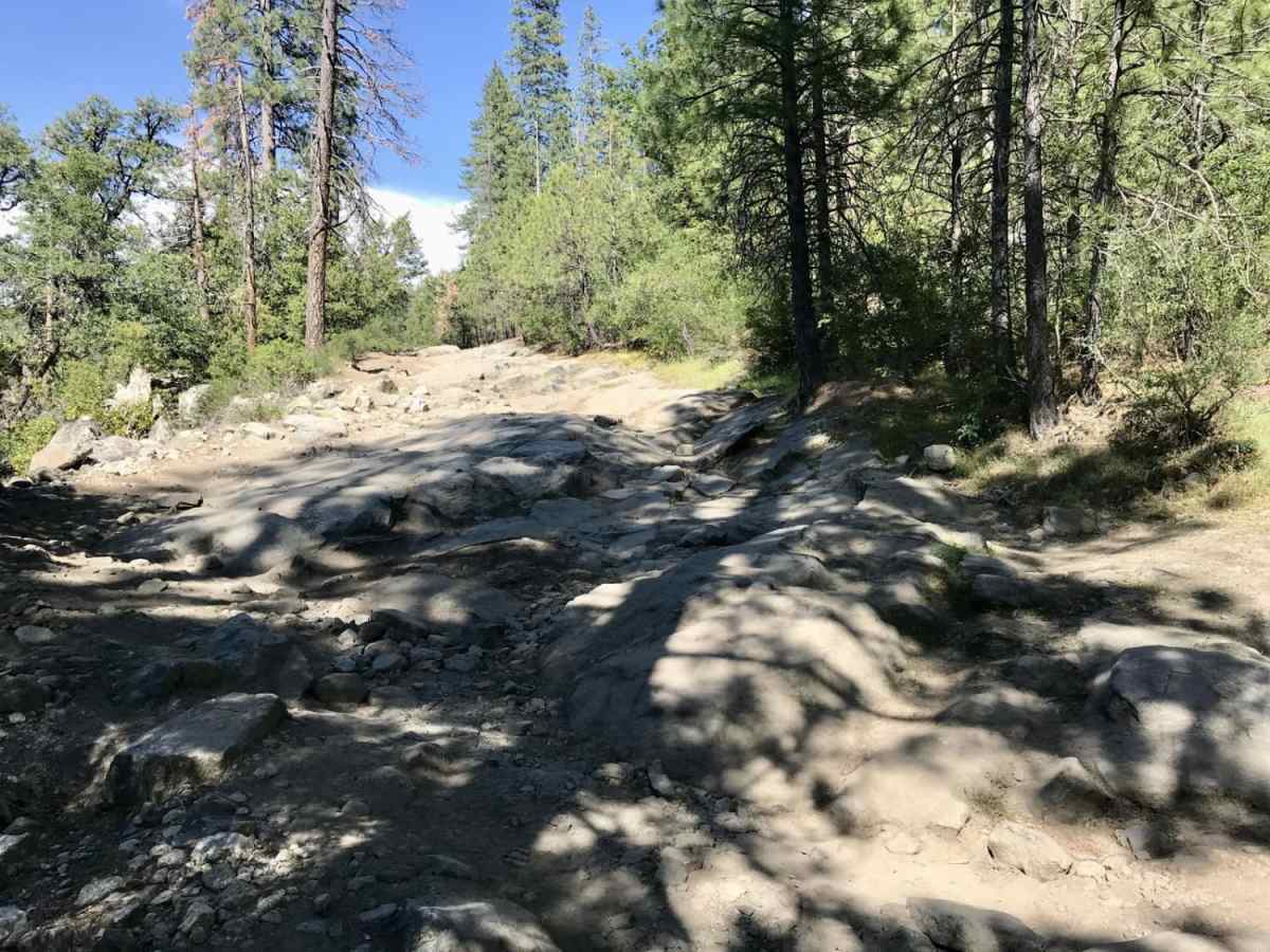 Sourgrass Trail photo 5