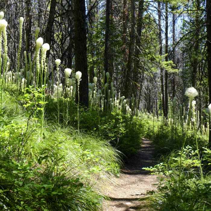 Near Bear Canyon Overlook