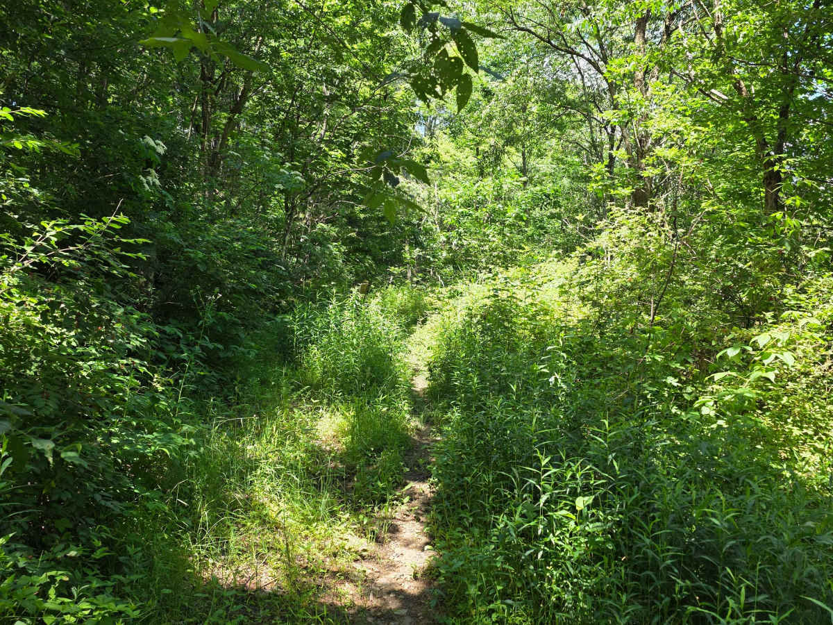 Single Track GG photo 3