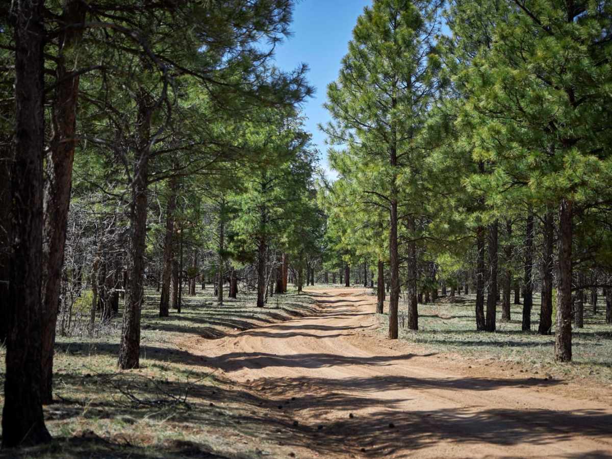 Rim Trail Road photo 4