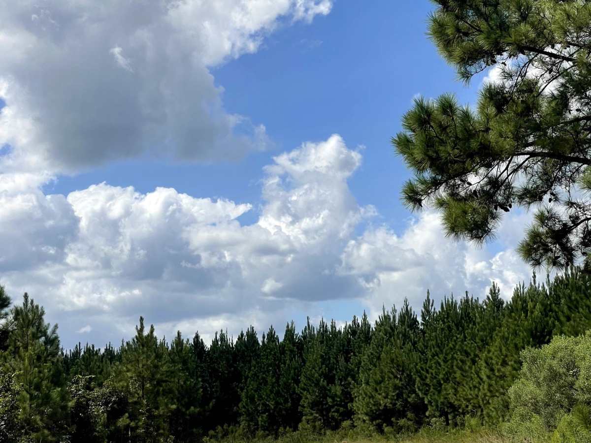 Bee Tree Farm photo 5
