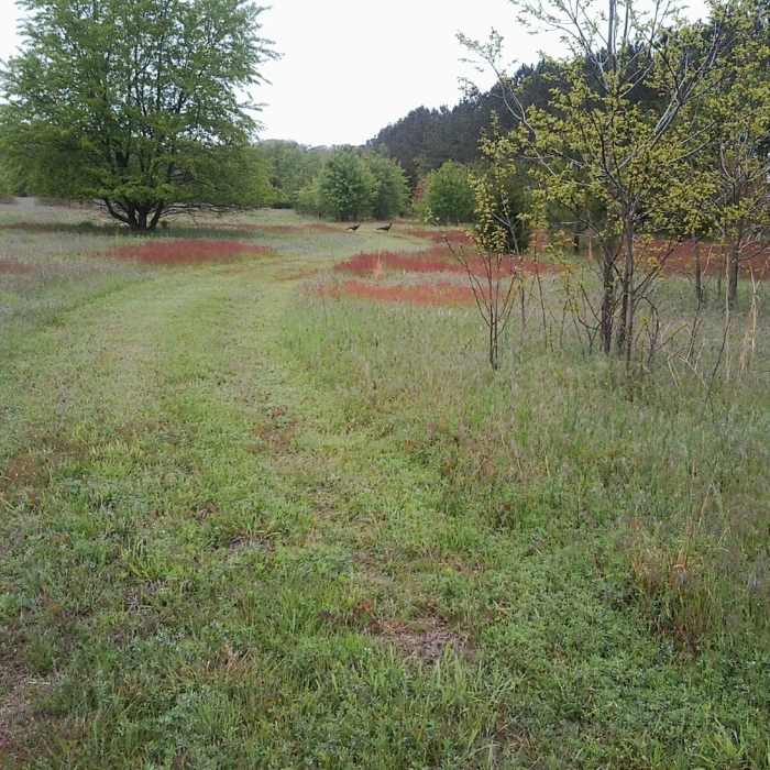 The meadow spur in the spring, with two turkeys Near James Farm Loop