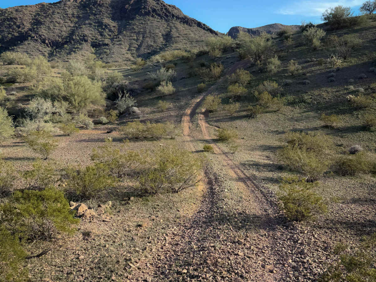 Cholla Garden  trail photo