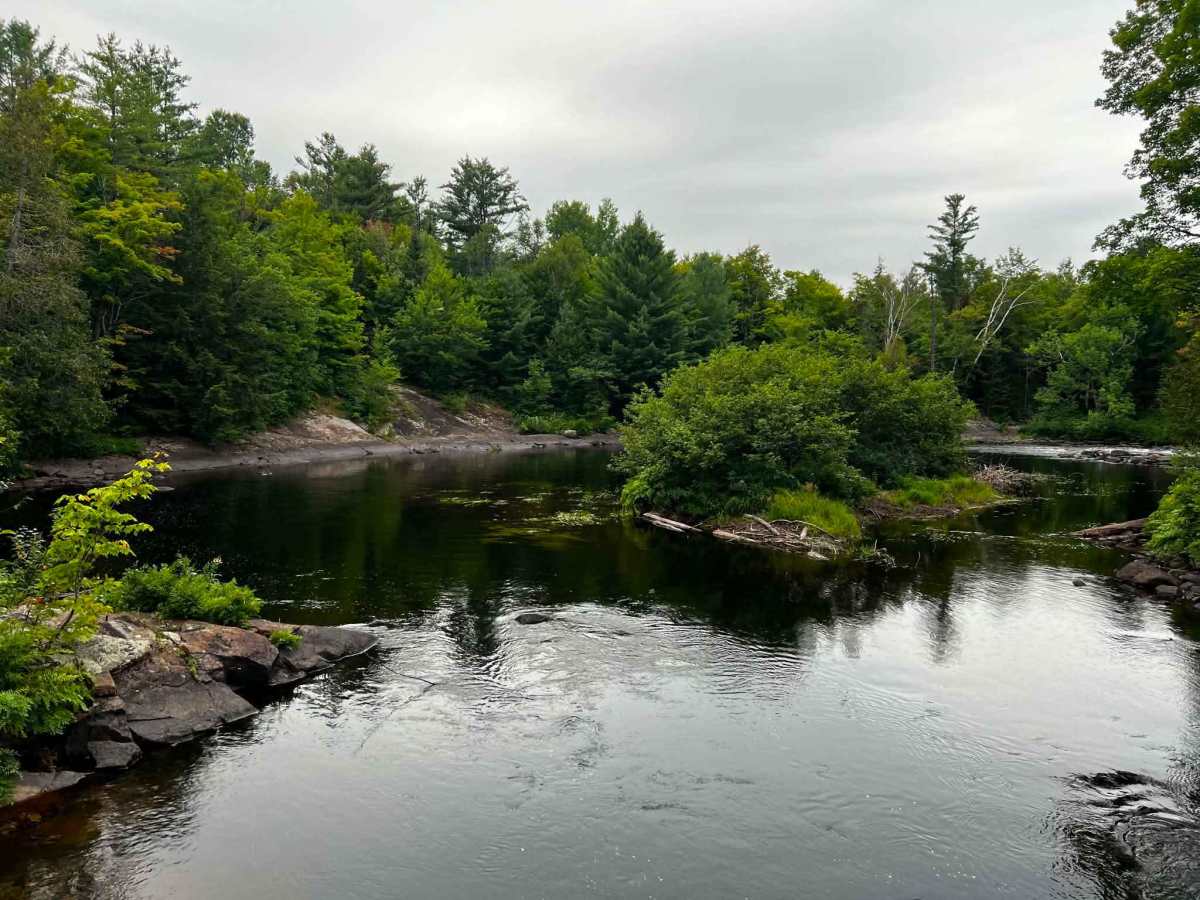 Oxtongue photo 3