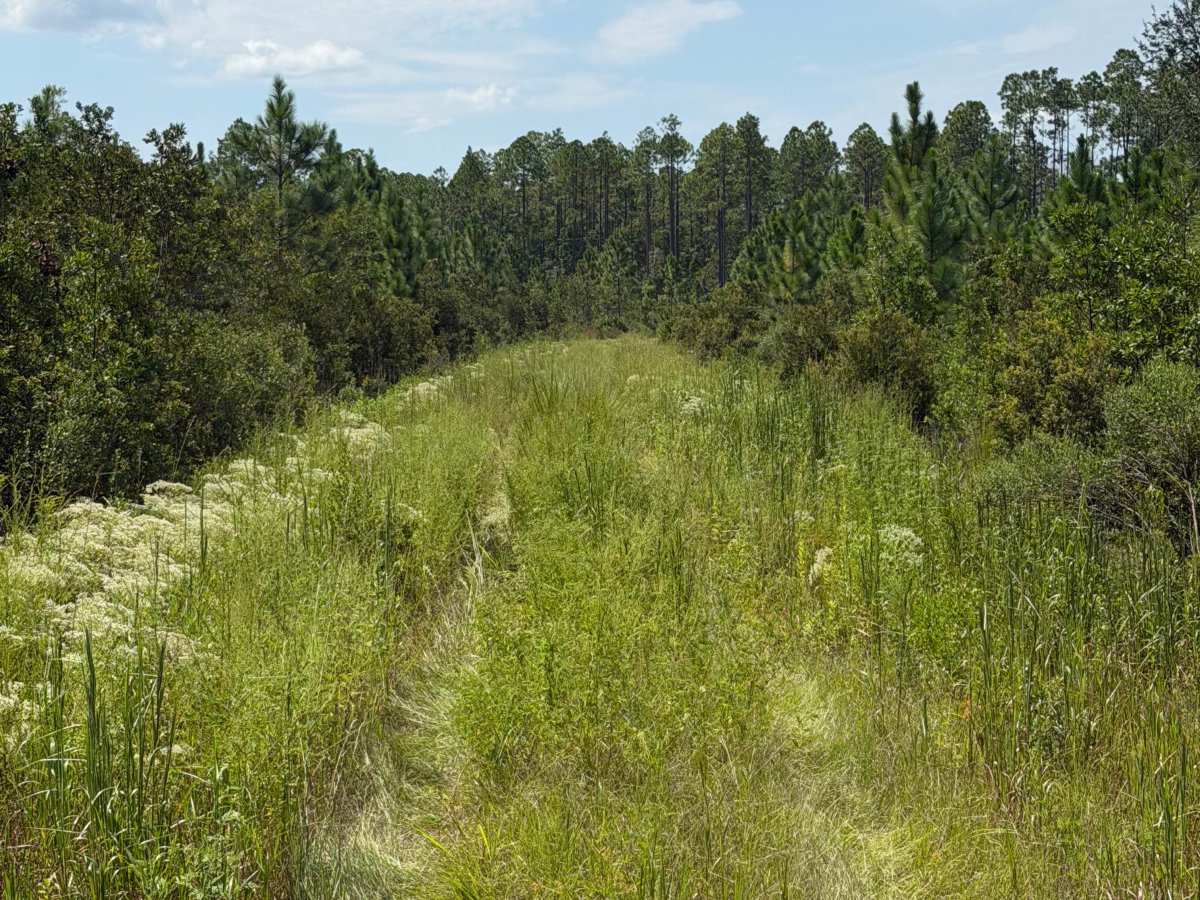 FS 287-B trail photo