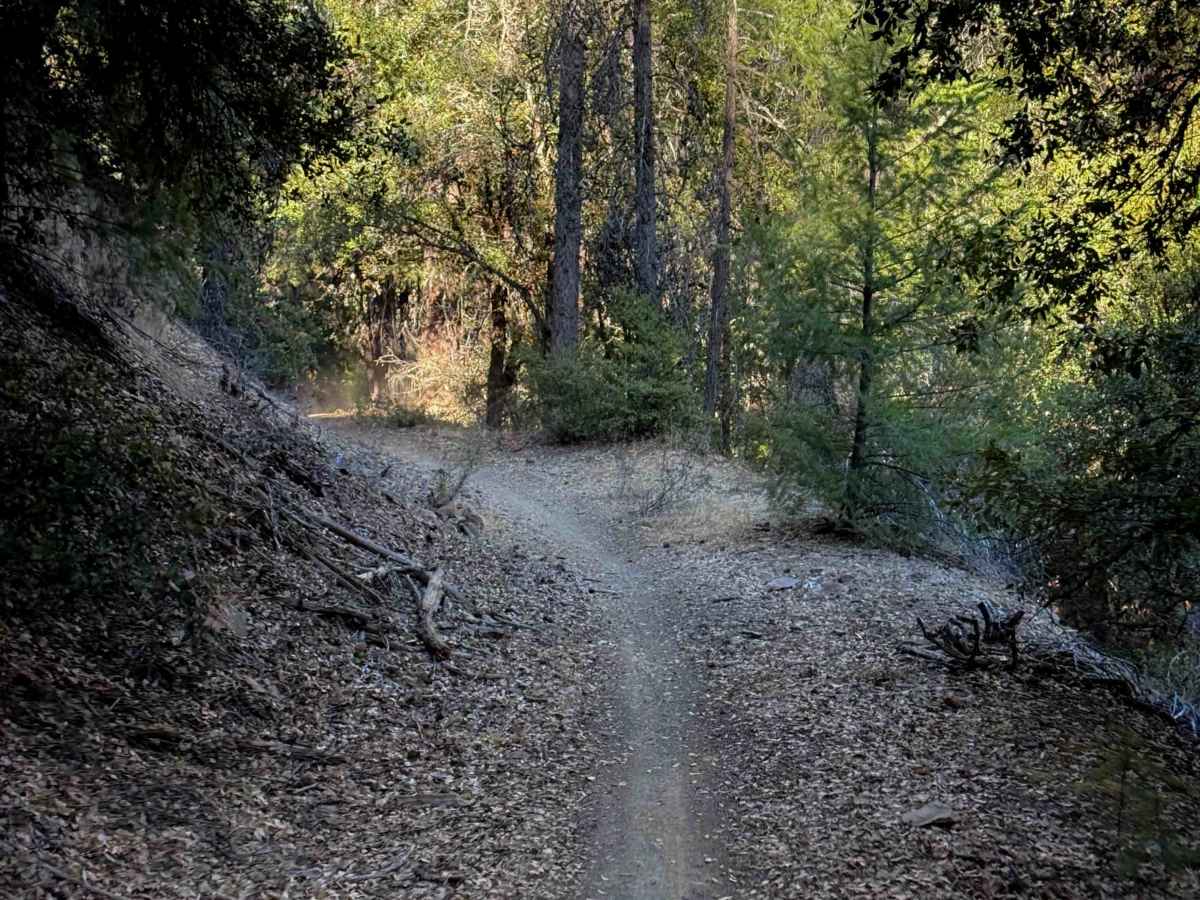 Berry Creek  trail photo