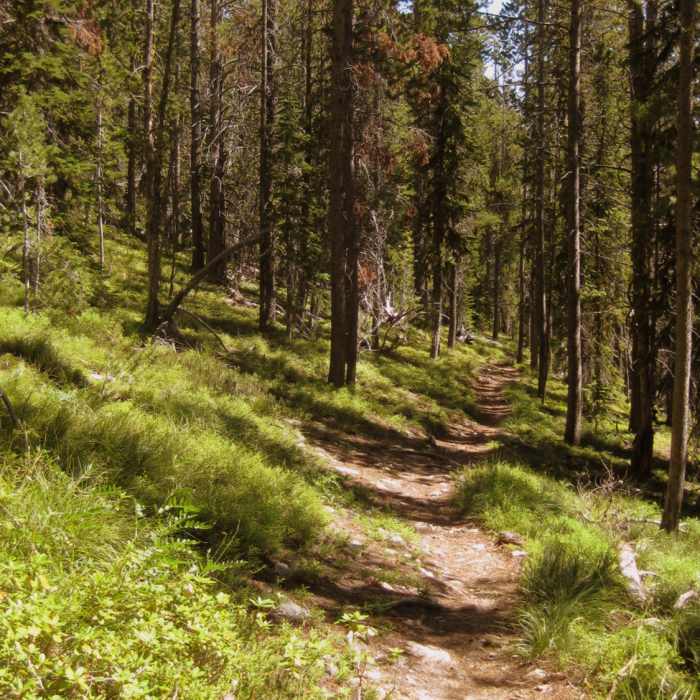 Near Holloway Lake Trail #393