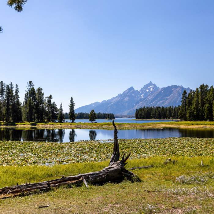 Near Jackson Lake Overlook Trail