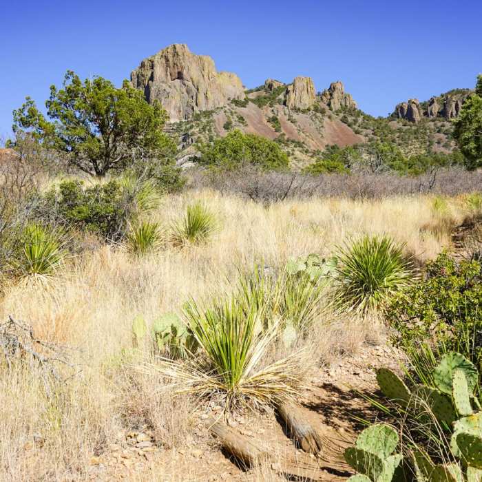 Near Chisos Basin Loop