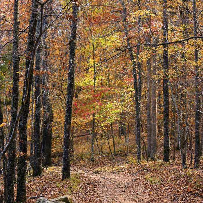 Walking Down The Yellow Rock Trail Near Fossil Flats Trail