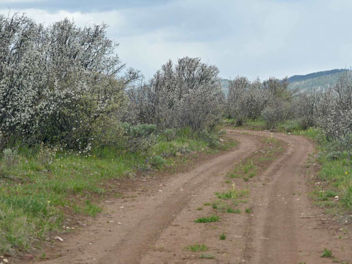 Range Study Loop - FS 10217 photo 5