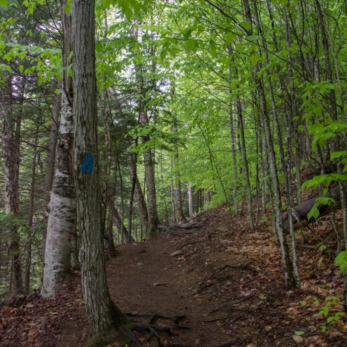 Near Ripley Falls Near Ripley Falls